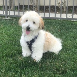 Meet your Posher, Meg